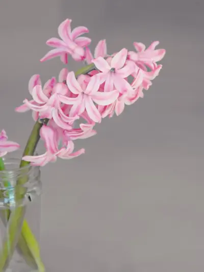Flower Plant