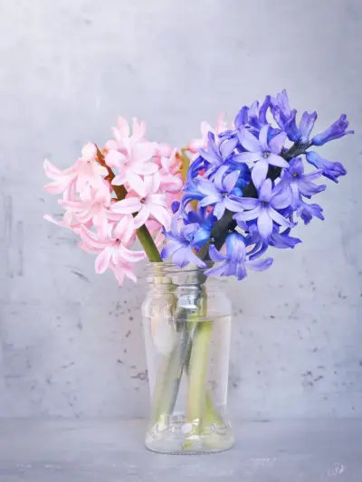 Scented Plant